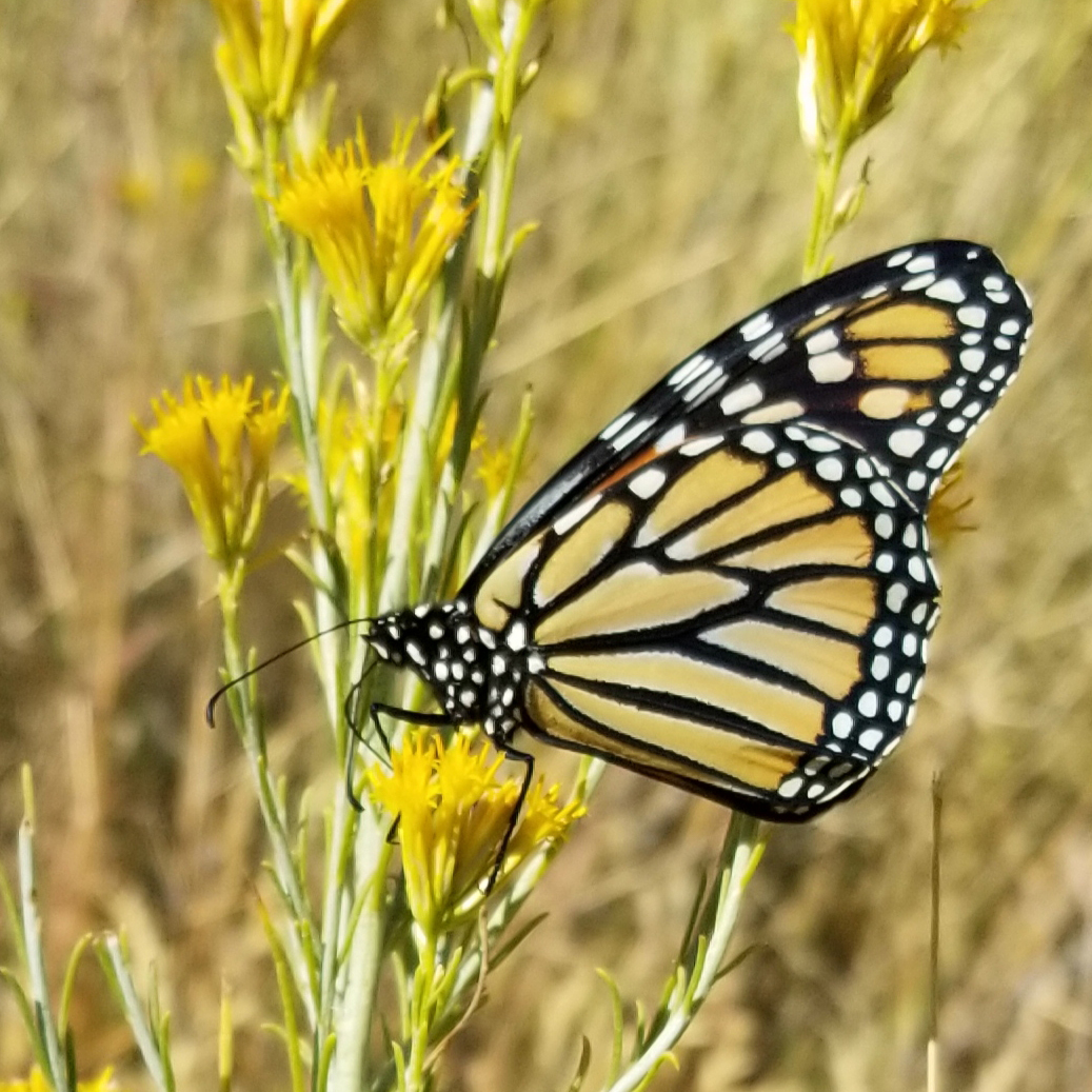 Monarch Butterfly Conservation | Xerces Society